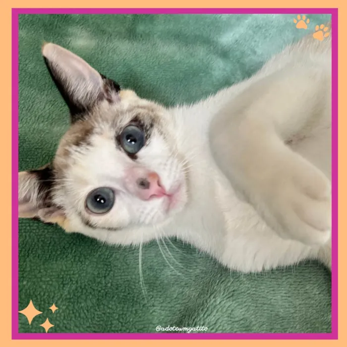 Gato raça SRD-ViraLata idade 2 a 6 meses nome Paçoca