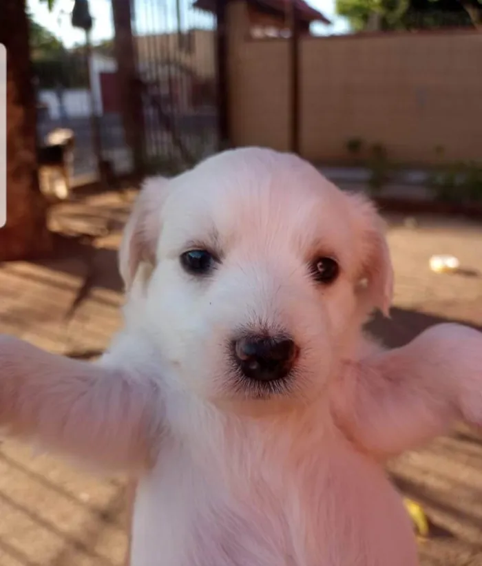 Cachorro ra a SRD idade Abaixo de 2 meses nome Floquin 