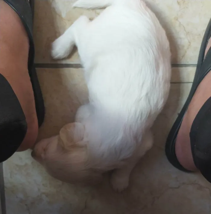 Cachorro ra a SRD idade Abaixo de 2 meses nome Floquin 