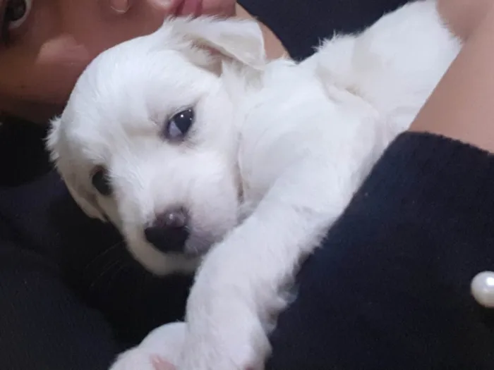 Cachorro ra a SRD idade Abaixo de 2 meses nome Floquin 