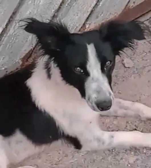 Cachorro ra a Mestico  idade 1 ano nome Spike 