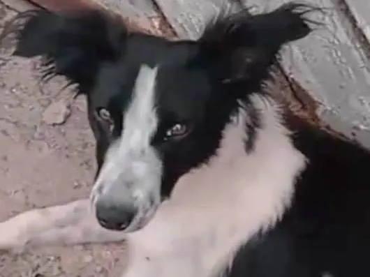 Cachorro ra a Mestico  idade 1 ano nome Spike 