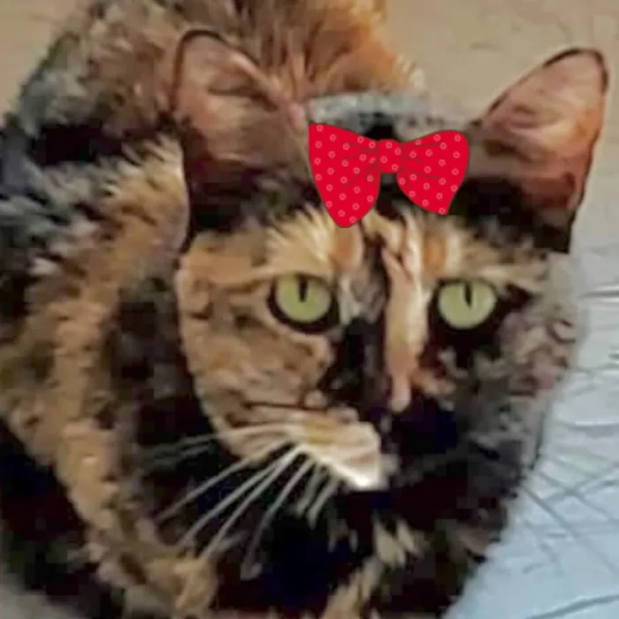 Gato ra a Mestica  idade 7 a 11 meses nome Charlotte 