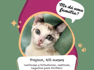 Gato raça SRD-ViraLata idade 2 a 6 meses nome Paçoca
