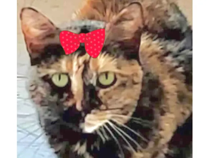 Gato ra a Mestica  idade 7 a 11 meses nome Charlotte 