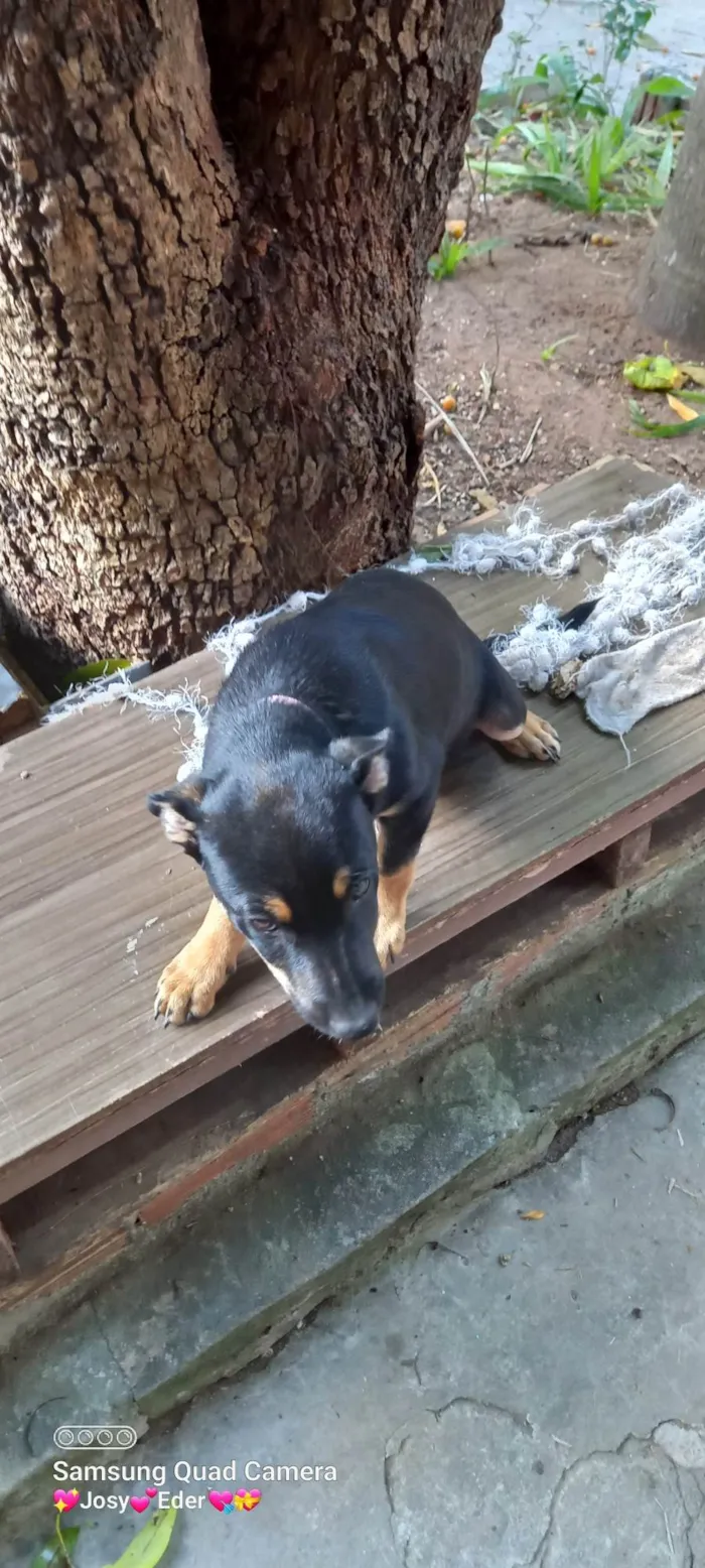 Cachorro ra a SRD-ViraLata idade  nome Gorda