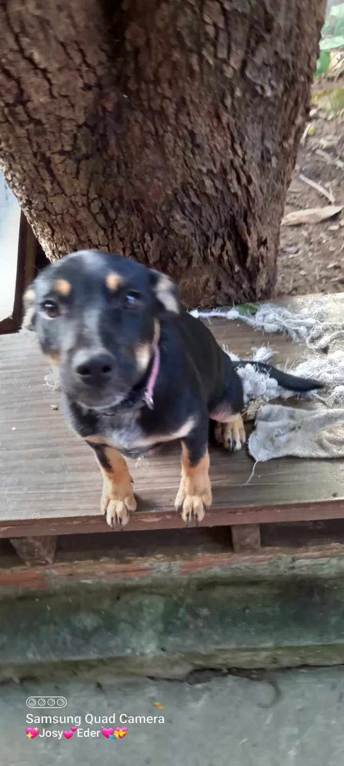 Cachorro ra a SRD-ViraLata idade  nome Gorda