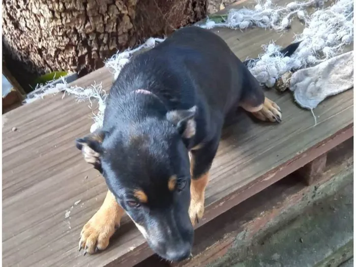 Cachorro ra a SRD-ViraLata idade  nome Gorda