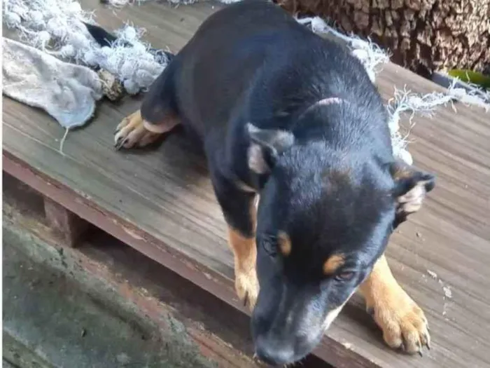 Cachorro ra a SRD-ViraLata idade  nome Gorda