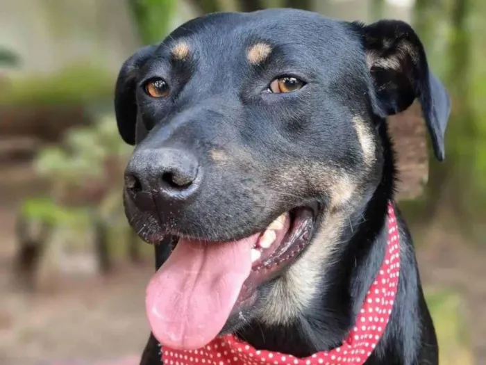 Cachorro ra a SRD-ViraLata idade 1 ano nome ESTRELA