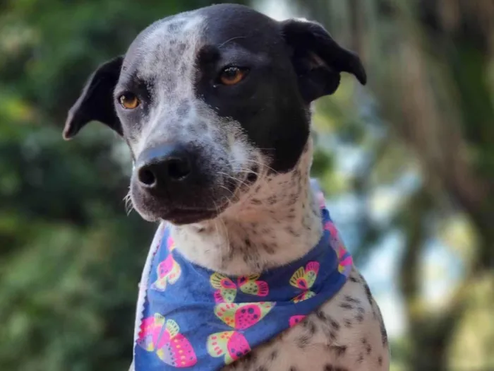 Cachorro ra a SRD idade 1 ano nome KIANA