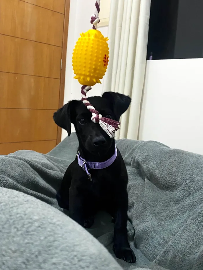 Cachorro ra a Labrador idade 2 a 6 meses nome Pretinha 