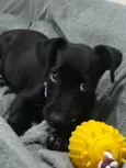 Pretinha
