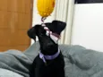 Pretinha
