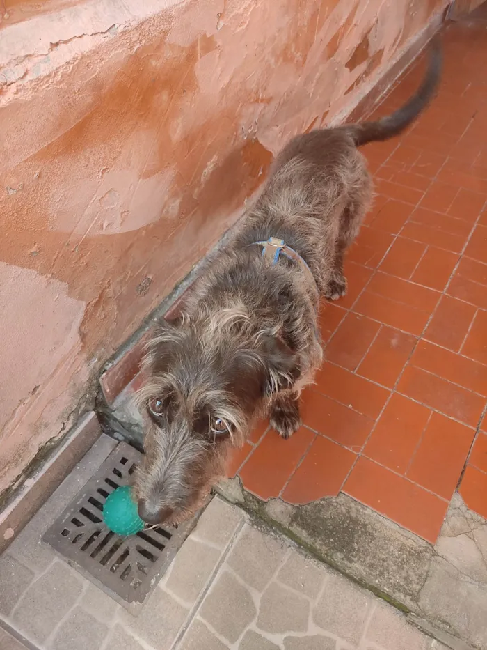 Cachorro raça Vira - lata  idade 2 anos nome Thor 