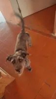 Cachorro raça Vira - lata  idade 2 anos nome Thor 