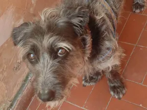 Cachorro raça Vira - lata  idade 2 anos nome Thor 