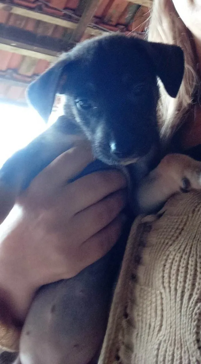 Cachorro ra a Pastor berga  idade Abaixo de 2 meses nome 3 fêmeas 