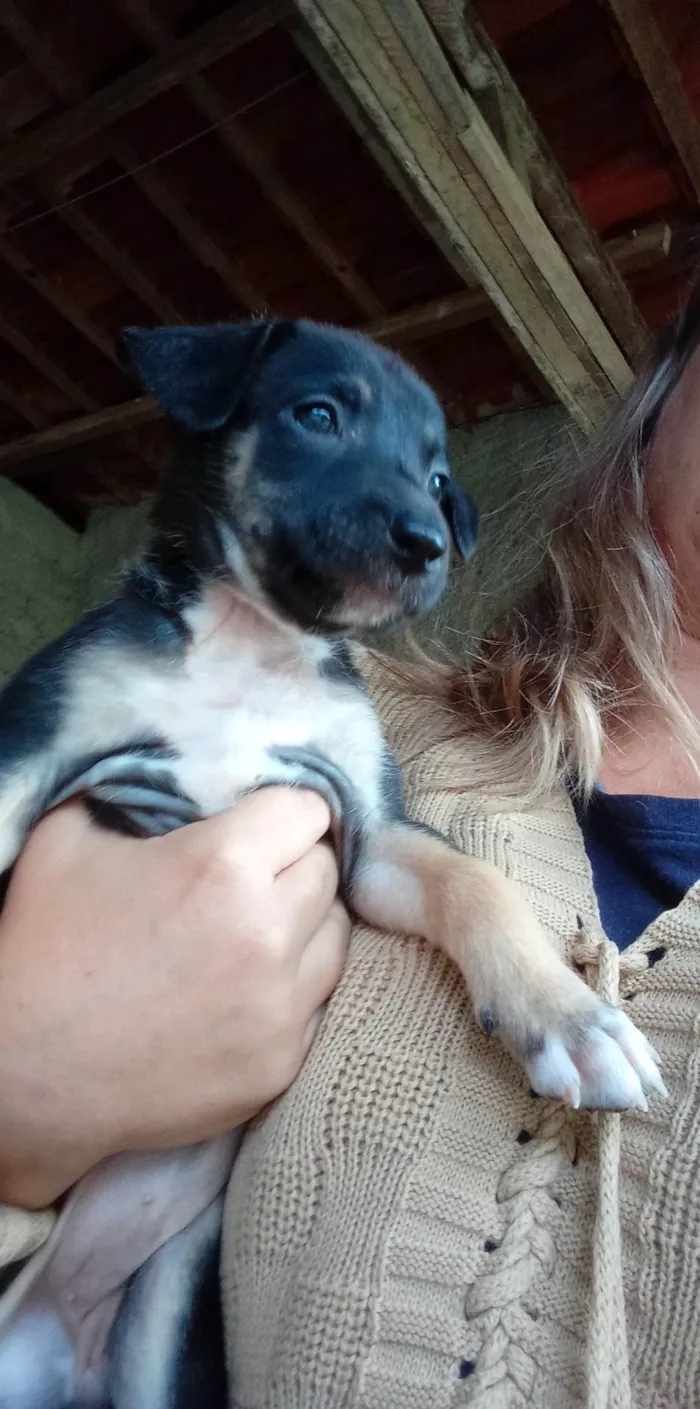 Cachorro ra a Pastor berga  idade Abaixo de 2 meses nome 3 fêmeas 