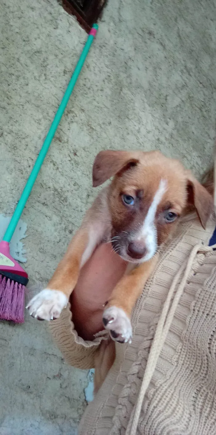 Cachorro ra a Pastor berga  idade Abaixo de 2 meses nome 3 fêmeas 