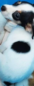 Bolinha