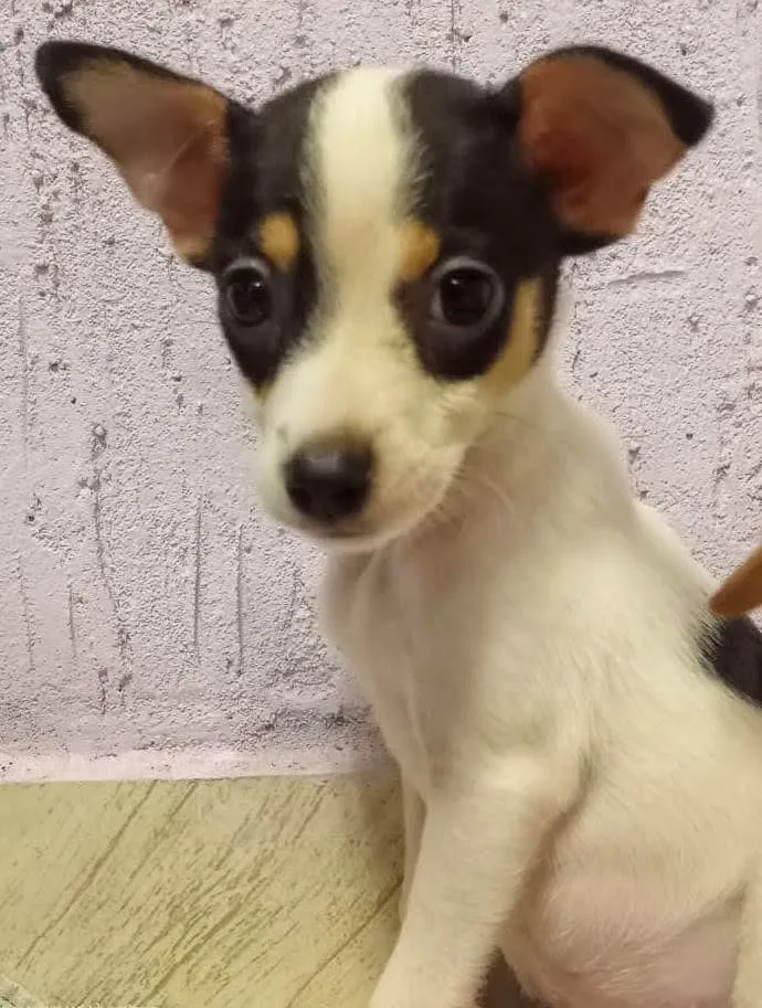 Cachorro ra a Sem raça  idade Abaixo de 2 meses nome Bolinha