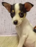 Bolinha