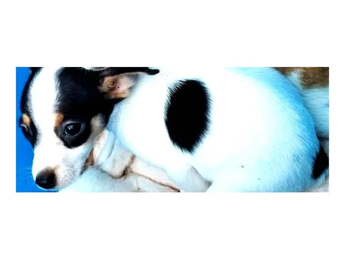 Cachorro ra a Sem raça  idade Abaixo de 2 meses nome Bolinha
