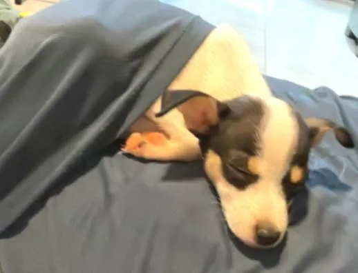 Cachorro ra a Sem raça  idade Abaixo de 2 meses nome Bolinha