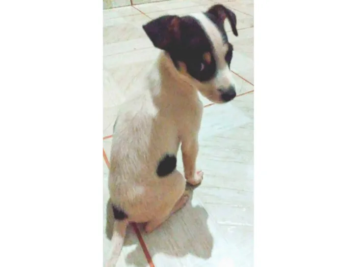 Cachorro ra a Sem raça  idade Abaixo de 2 meses nome Bolinha
