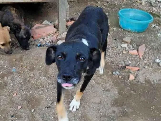 Cachorro ra a SRD-ViraLata idade 3 anos nome Não tem nome