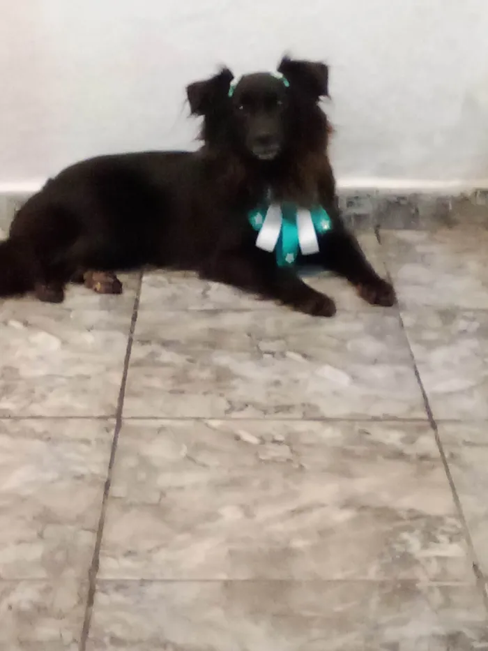 Cachorro ra a Vira lata  idade 2 anos nome Mel