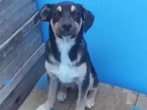 Cachorro raça Srd idade 2 a 6 meses nome Morpheus 