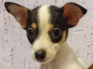 Cachorro raça Sem raça  idade Abaixo de 2 meses nome Bolinha