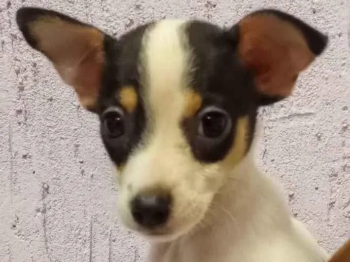 Cachorro ra a Sem raça  idade Abaixo de 2 meses nome Bolinha