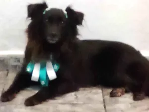 Cachorro raça Vira lata  idade 2 anos nome Mel