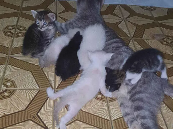 Gato raça SRD-ViraLata idade Abaixo de 2 meses nome Gatinha