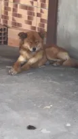 Safira