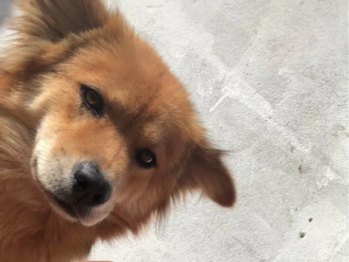 Cachorro ra a Chow Chow idade 2 anos nome Safira