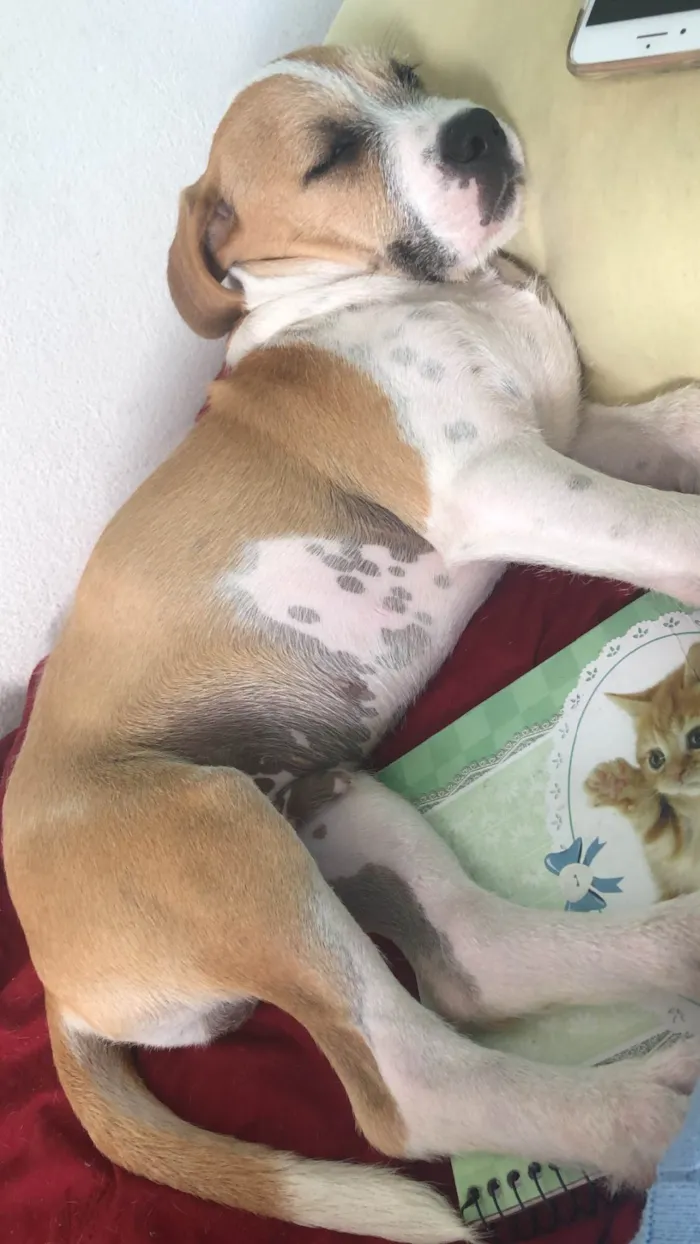 Cachorro ra a SRD-ViraLata idade 7 a 11 meses nome Billy