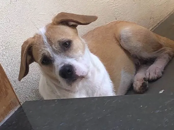 Cachorro ra a SRD-ViraLata idade 7 a 11 meses nome Billy