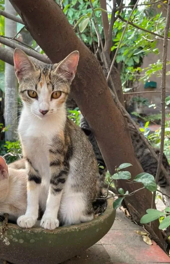 Gato ra a SRD-ViraLata idade 2 a 6 meses nome Yoko