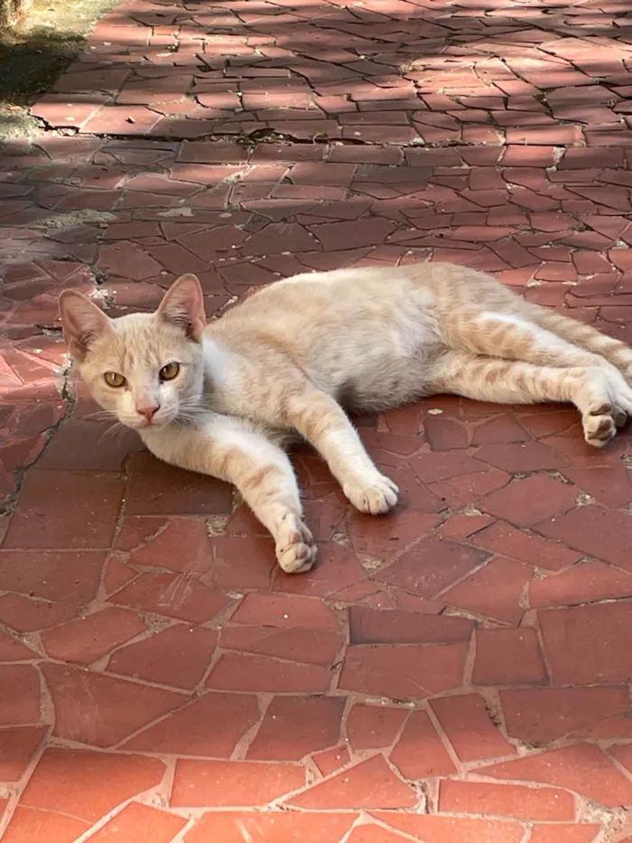 Gato ra a SRD-ViraLata idade 2 a 6 meses nome Lenon