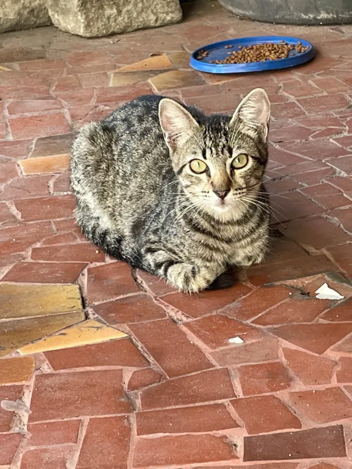 Gato ra a SRD-ViraLata idade 2 a 6 meses nome Ringo