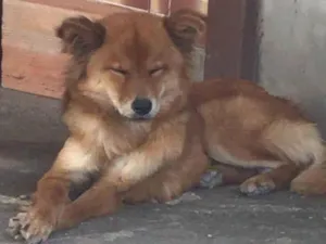 Cachorro raça Chow Chow idade 2 anos nome Safira