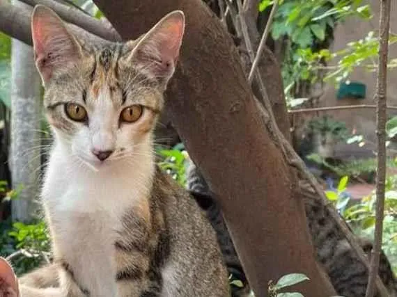 Gato ra a SRD-ViraLata idade 2 a 6 meses nome Yoko