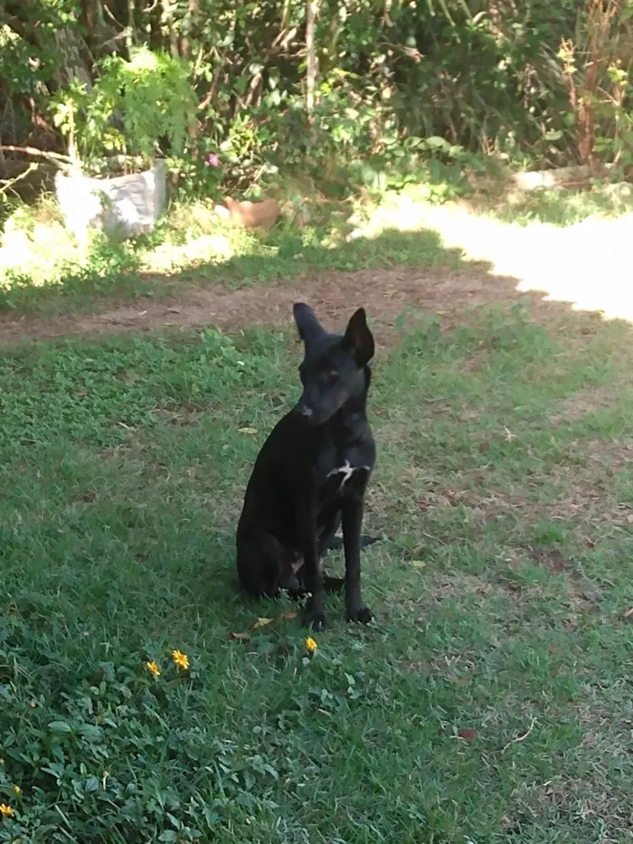 Cachorro ra a SRD-ViraLata idade 7 a 11 meses nome Laurinha