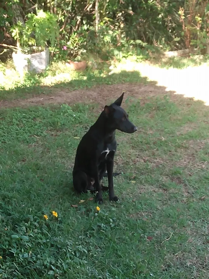 Cachorro ra a SRD-ViraLata idade 7 a 11 meses nome Laurinha