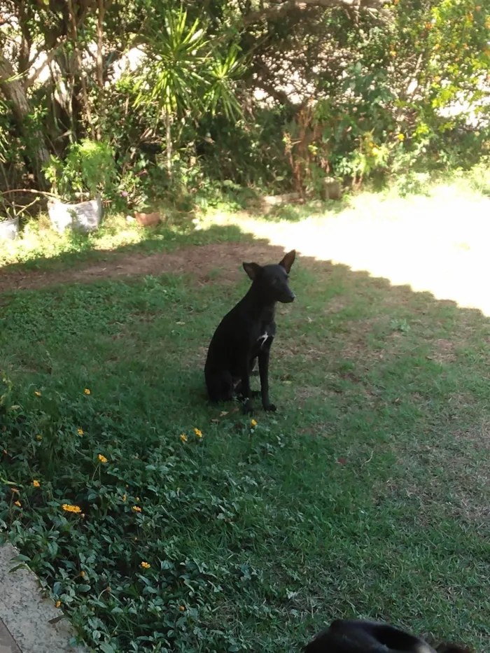 Cachorro ra a SRD-ViraLata idade 7 a 11 meses nome Laurinha