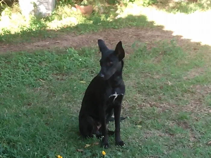 Cachorro ra a SRD-ViraLata idade 7 a 11 meses nome Laurinha